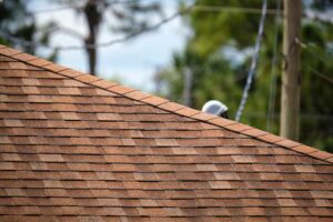 trusted roofing expert